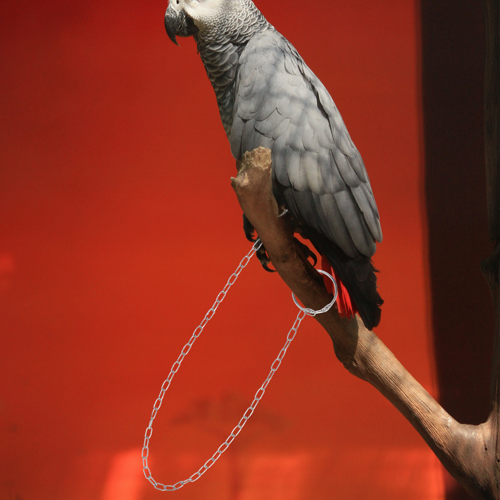 1 pièce Chaîne de pied en acie - Anklet Foot Chain avis et prix